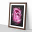 The Heart of a Pink Rose - Picture Frame Painting Print-56742516-56742512