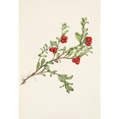 Bearberry (fruit) Arctostaphylos uva-ursi (1925)