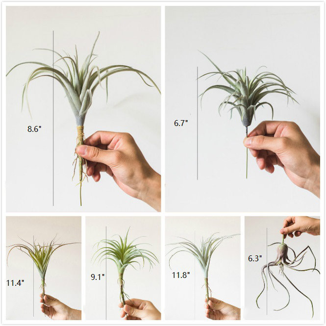 Ensemble de 4 plantes de bureau tillandsia artificielle capitata