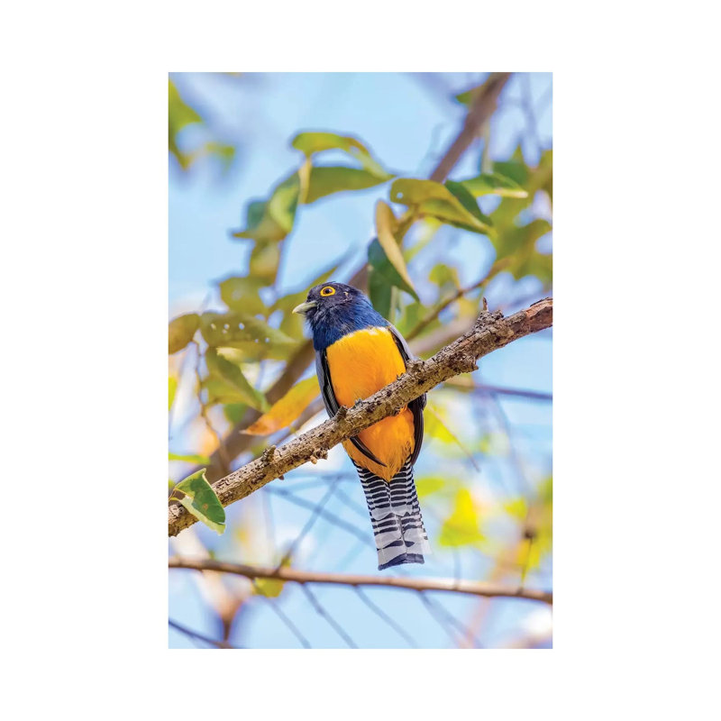 Central America, Costa Rica. Male Gartered Trogon. by Jaynes Gallery - Wrapped Canvas Print, 30.48cm H x 20.32cm W