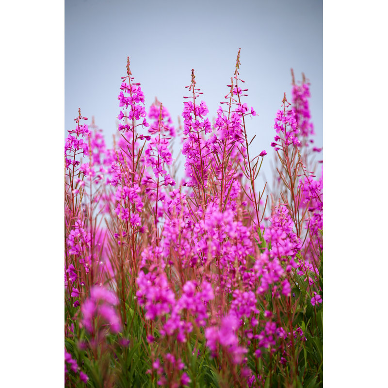 Fireweed In Alaska - Wrapped Canvas Print, 122cm H x 81cm W x 3.8cm D