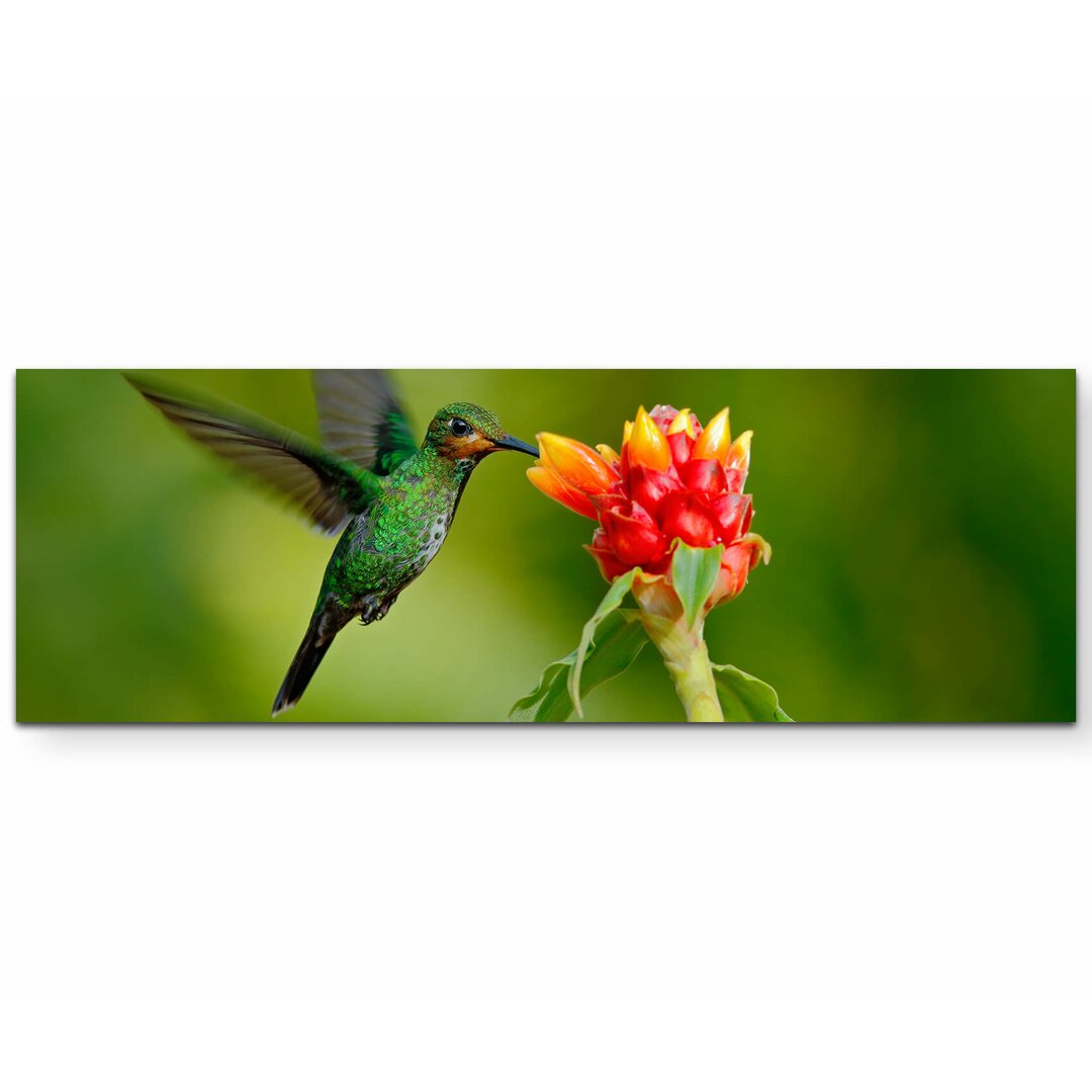 Leinwandbild Grünstirn-Brillantkolibri aus Costa Rica