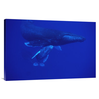 " Humpback Whale Friendly Mother And Calf Followed By Male Escort, Maui, Hawaii "