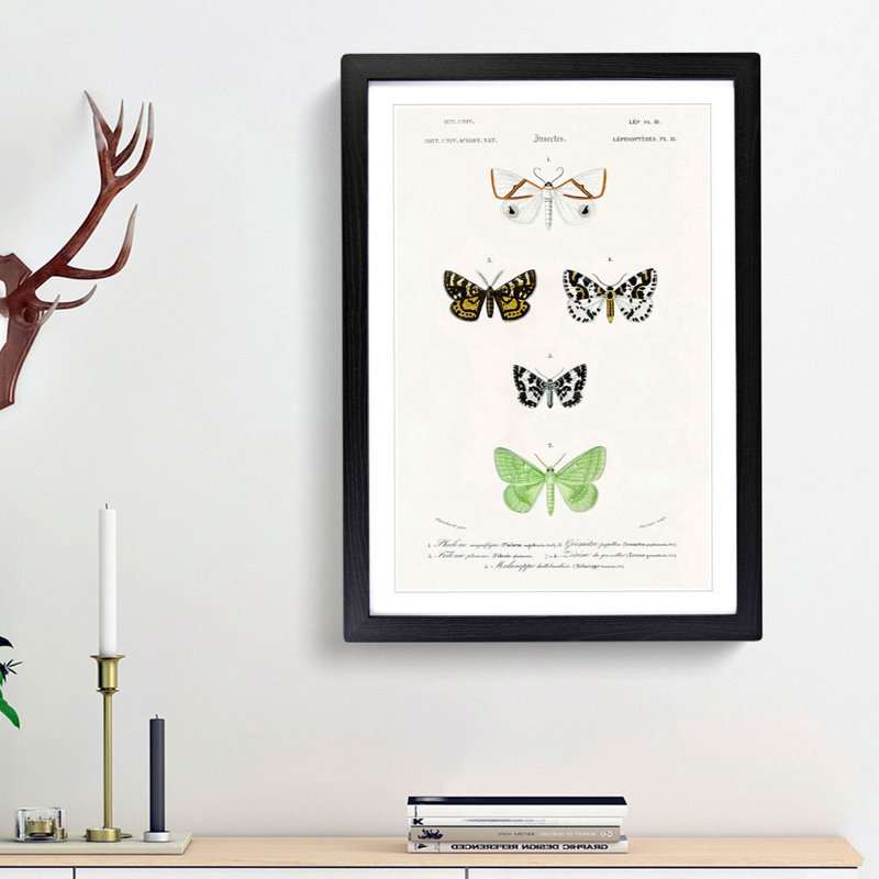 Moth Illustrations Pl.18 by Charles d' Orbigny - Picture Frame Painting Print, 65cm H x 48cm W x 2cm D, Black Framed
