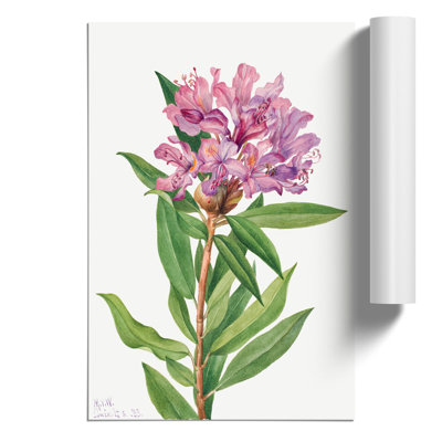California Rose Bay by Mary Vaux Walcott - Frameless Print
