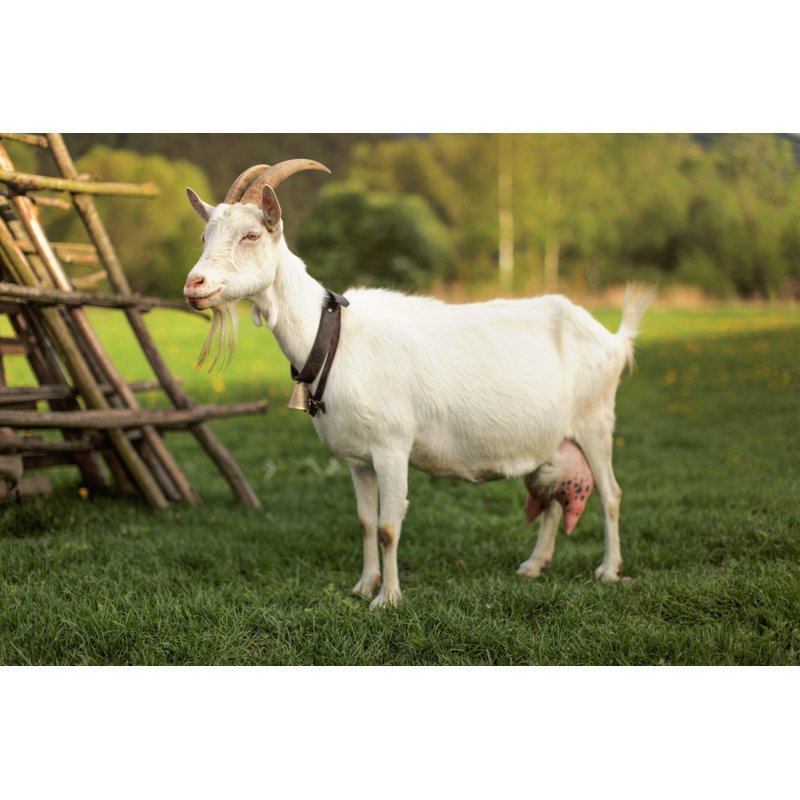 Female Goat Standing Next To Hay Stand by Lubo Ivanko - Wrapped Canvas Print, 30cm H x 46cm W x 3.8cm D