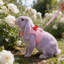 Ensemble de harnais et de lapin Rabbit-131214855