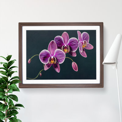 Sensational Orchid Flowers - Framed Print