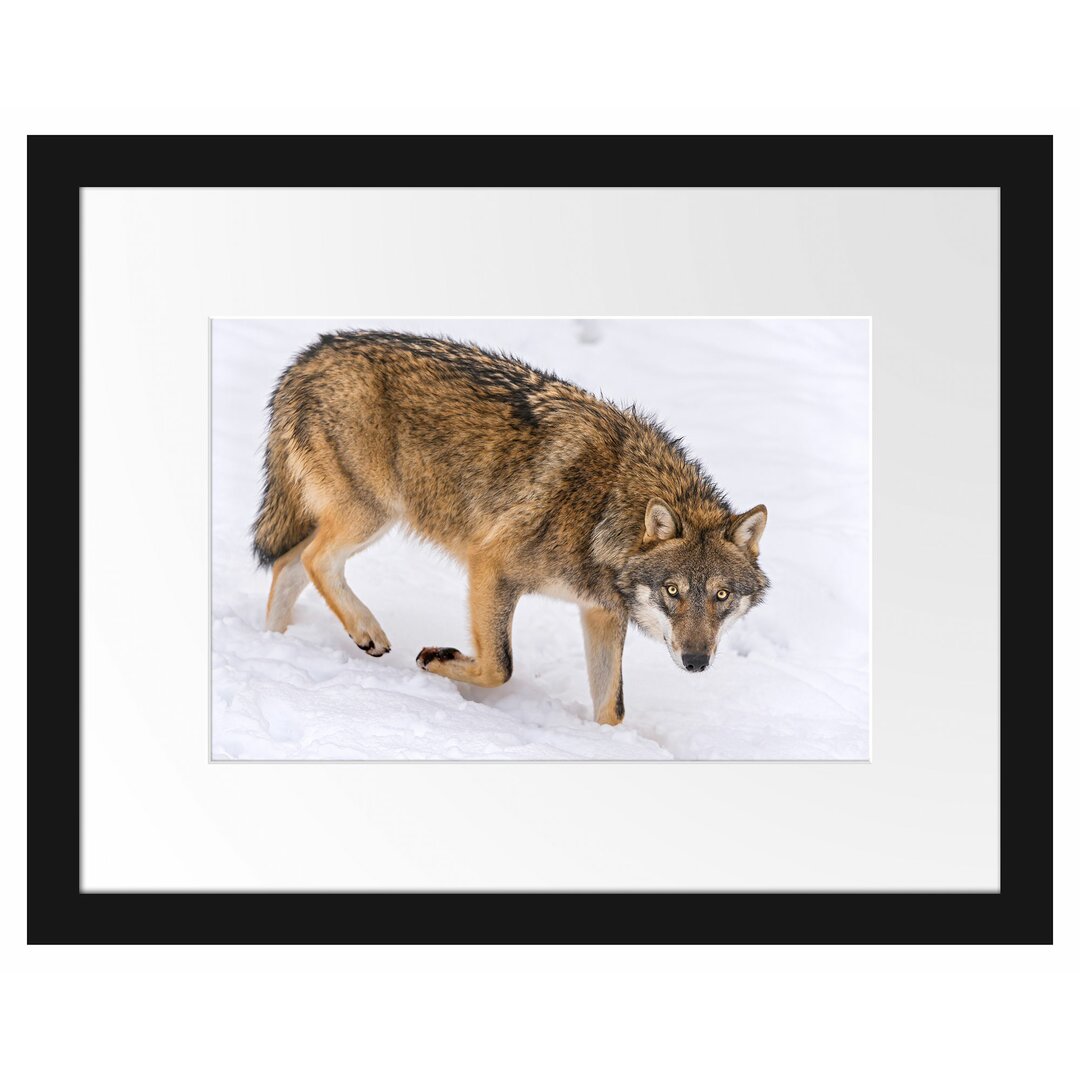 Gerahmtes Poster Seltener Wolf im Schnee