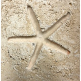 6" x 6" Cement Star Fish Fossil Impression Medallion Tile in Buff