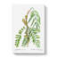 Honey Locust Branch by Pierre-Joseph Redoute - Wrapped Canvas-55359918
