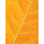 Autumn Leaf Print by Philippe Monthoux-647317042-647318263