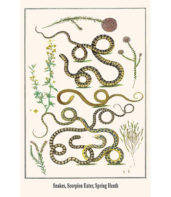 Snakes Scorpion Eater Spring Heath by Albertus Seba - Graphic Art
