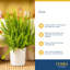 Fern in Décor Planter
