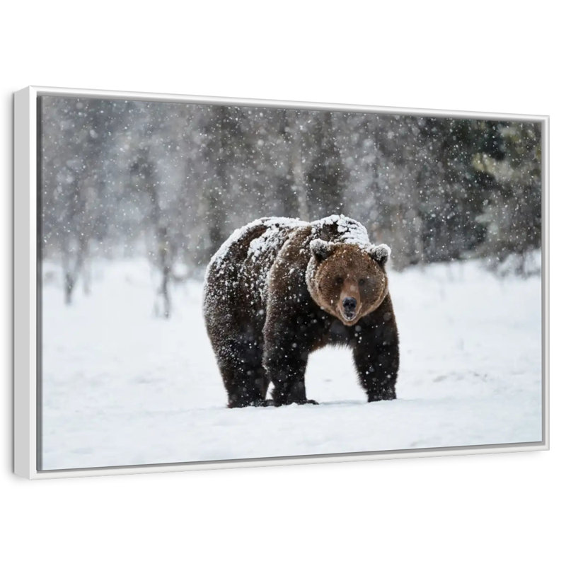 Ours grizzly d'hiver, Cadre flottant blanc, 13 po x 9 po