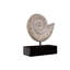 Ammonite Fossil Sculpture on Museum Mount Sculpture