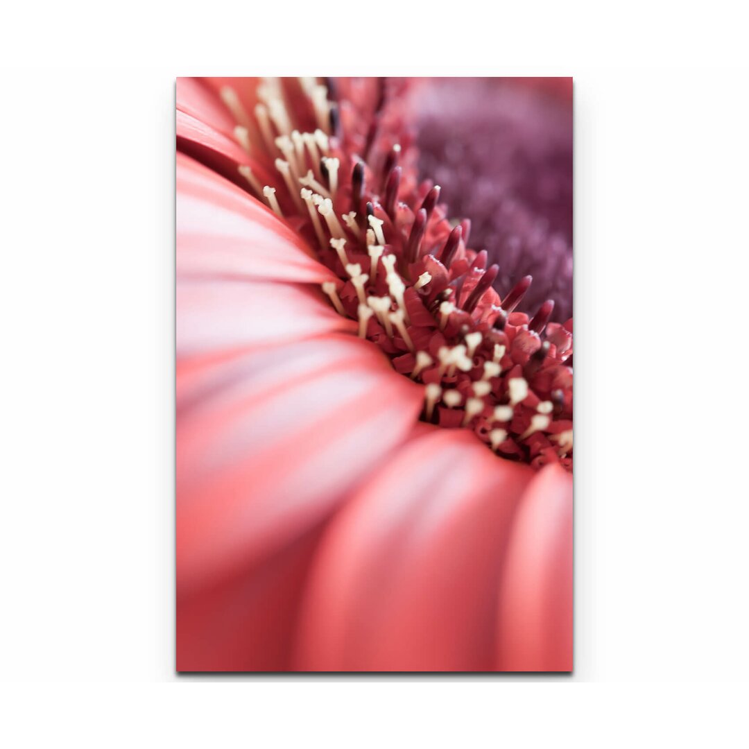 Leinwandbild Rote Gerbera - Nahaufnahme