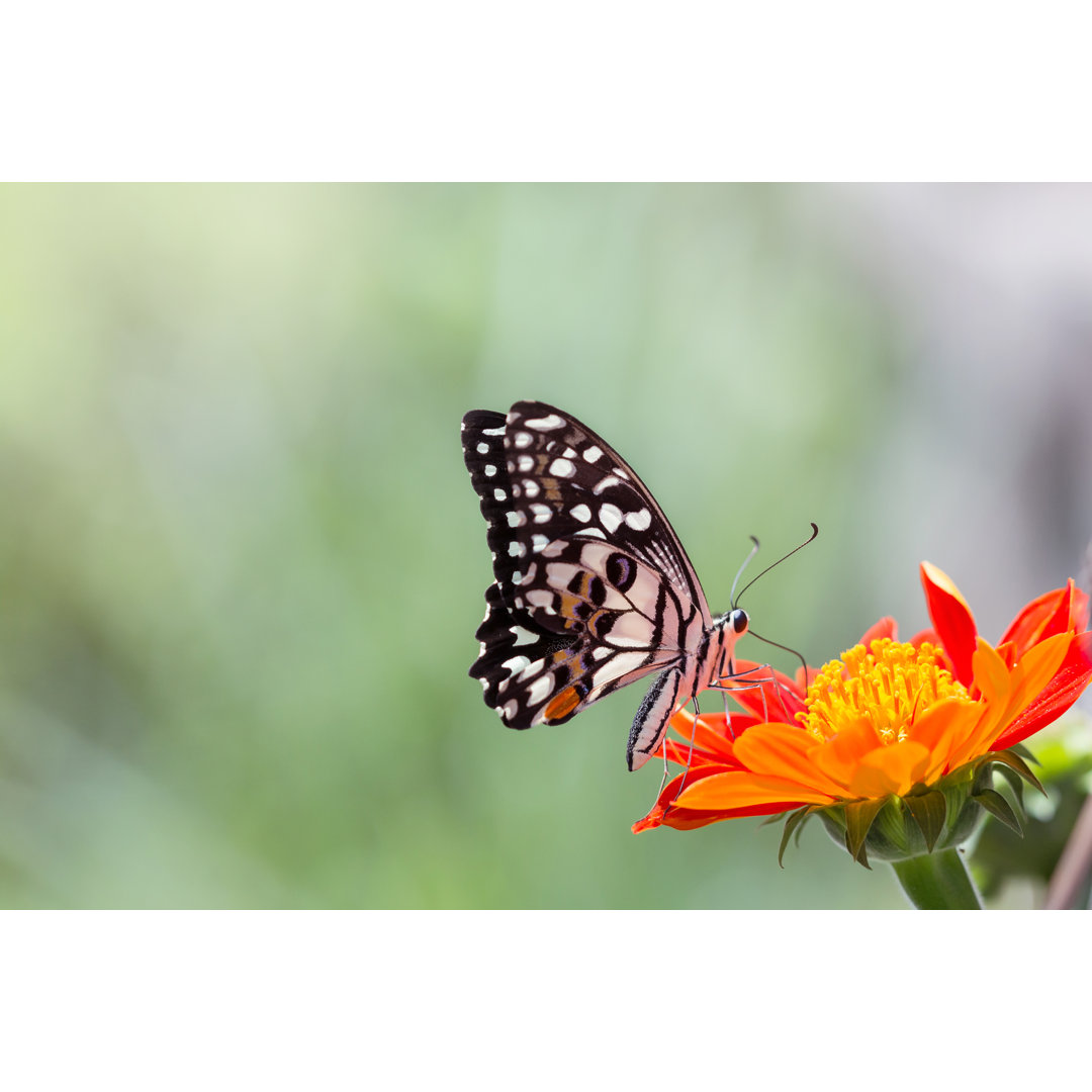 Schöner Schmetterling von Tcareob72 - Drucken