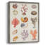«Coral & Shell Collage I», reproduction encadrée - bois massif-1929249861
