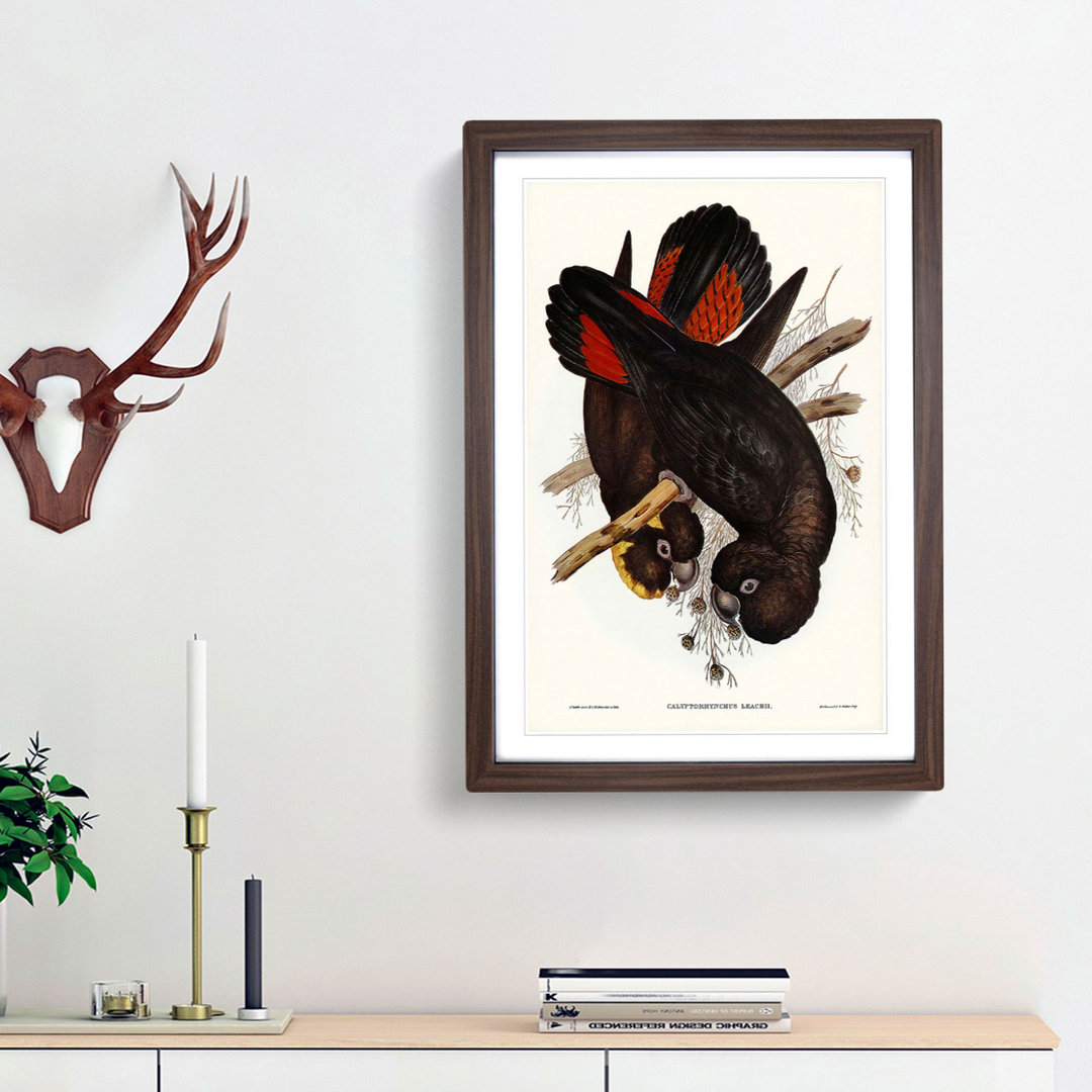 Leach's Cockatoo by Elizabeth Gould - Picture Frame Painting Print