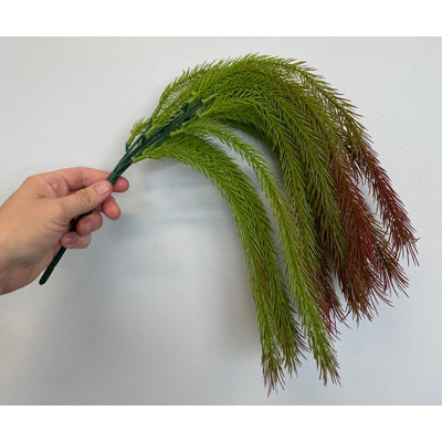 Plante grasse en cascade