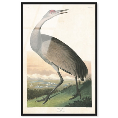 Hooping Crane Framed Acrylic Print Vintage Animal Art by Art Remedy, Black Frame, 30 x 45