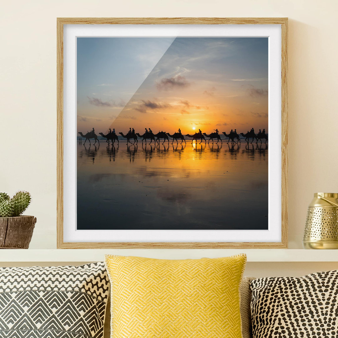 Gerahmtes Poster Camels at Sunset