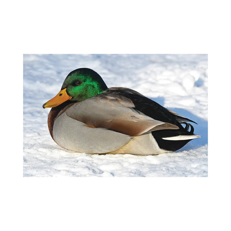 Cold Duck by Brian Wolf - Wrapped Canvas Print, 20.32cm H x 30.48cm W x 1.91cm D