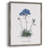 Caladrinia Framed Print - Solid Wood