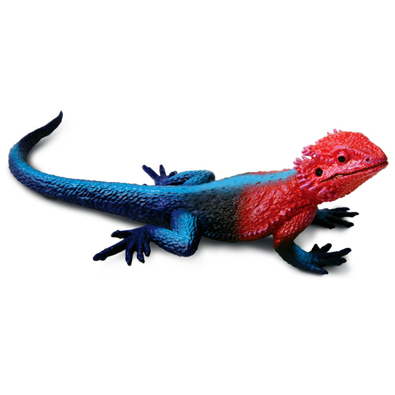 Agama Mwanza