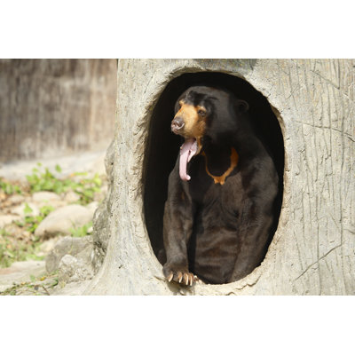 Malayan Sun Bear by Gangliu10 - Wrapped Canvas Print
