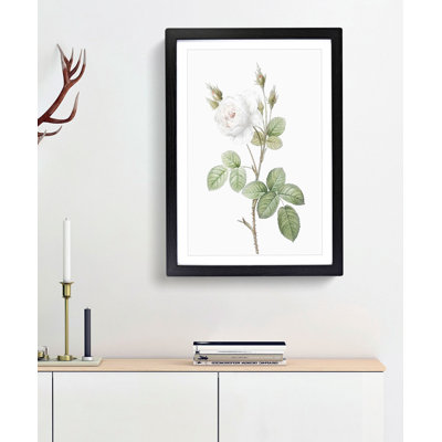 White Moss Rose by Pierre-Joseph Redoute - Framed Print