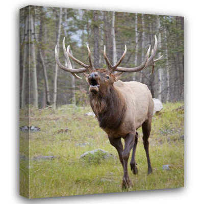 Dakota Fields Paulson, Don Gallery Wrapped Canvas Art Titled Canada, Alberta, Jasper NP Bull elk bugling