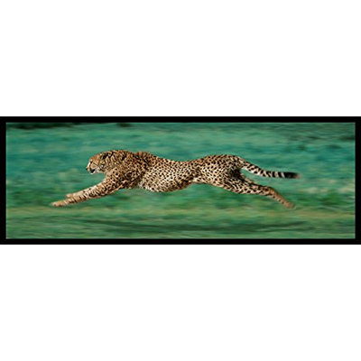 " Cheetah Running Poster "