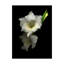 «Gladiola 4» par Dosta, impression sur toile tendue-29224862