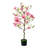 40" Pink Magnolia Flowering Tree in Pot