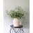 Olive Leaf Branch 33"