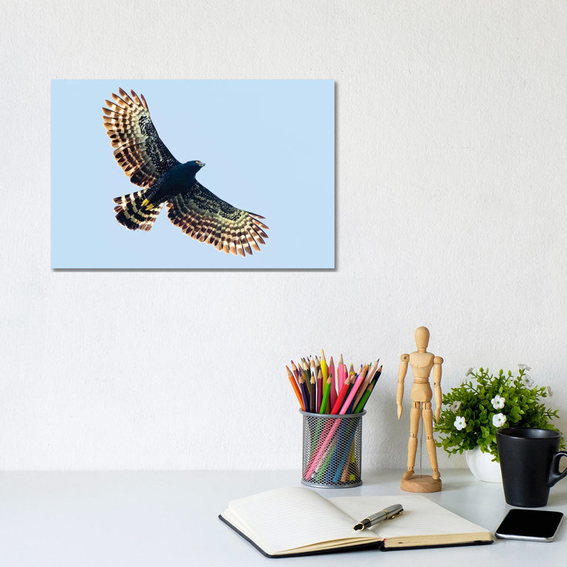 Sharp-Shinned Hawk In Flight, Sarapiqui, Costa Rica - Wrapped Canvas Print, 20.32 cm H x 30.48 cm W