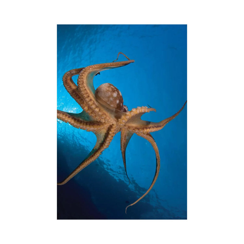 View Of The Tentacle Suckers On The Day Octopus (Octopus Cyanea) I - Wrapped Canvas Print