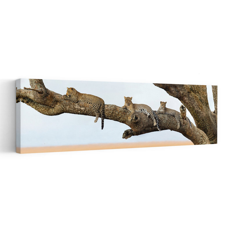 Leopard Family Sitting On A Tree Serengeti National Park Tanzania by Todd Gustafson - Wrapped Canvas Panoramic Print