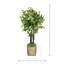 Green Ficus in Beige Bamboo Planter