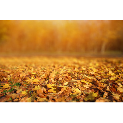 Autumn Leaves Background by Bgfoto