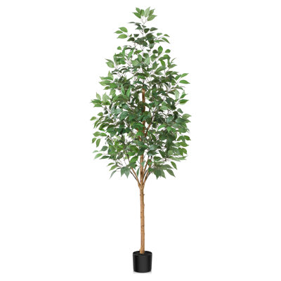 Adcock Ficus Tree in Pot