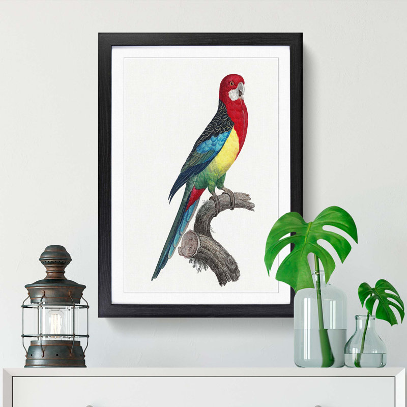 Eastern Rosella Parrot by F. Levaillant - Picture Frame Art Print, Black Framed, 65cm H x 48cm W x 2cm D