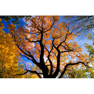 Automn Tree - Wrapped Canvas Print