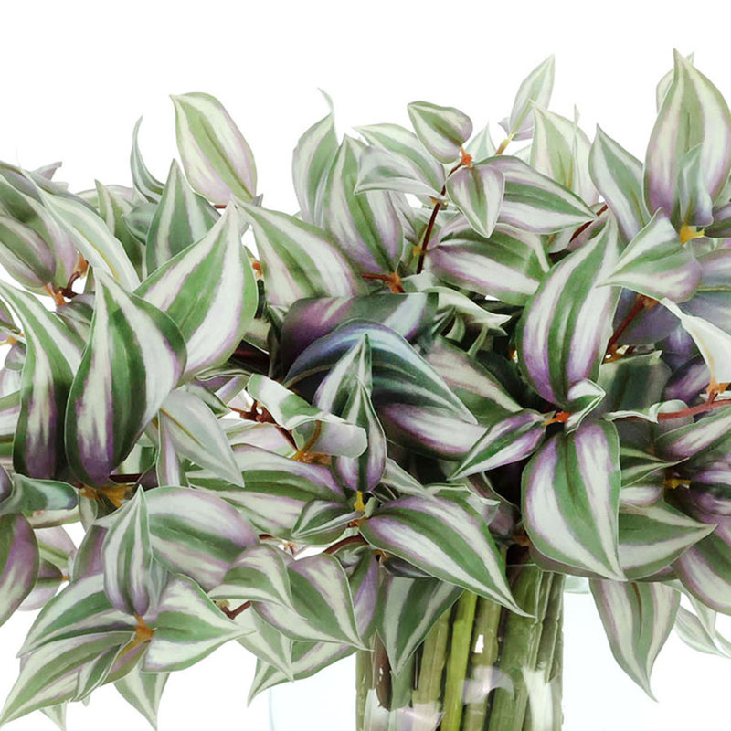 Tradescantia disposée dans un vase en verre