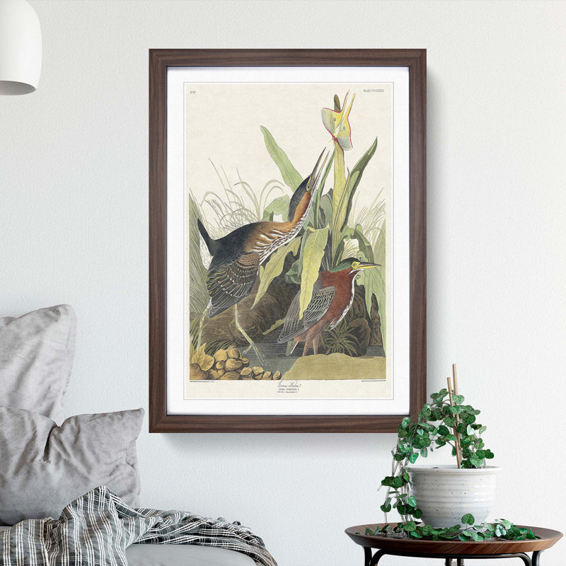 Green Heron by John Audubon - Picture Frame Painting Print on MDF, Walnut Framed, 36cm H x 27cm W x 2cm D