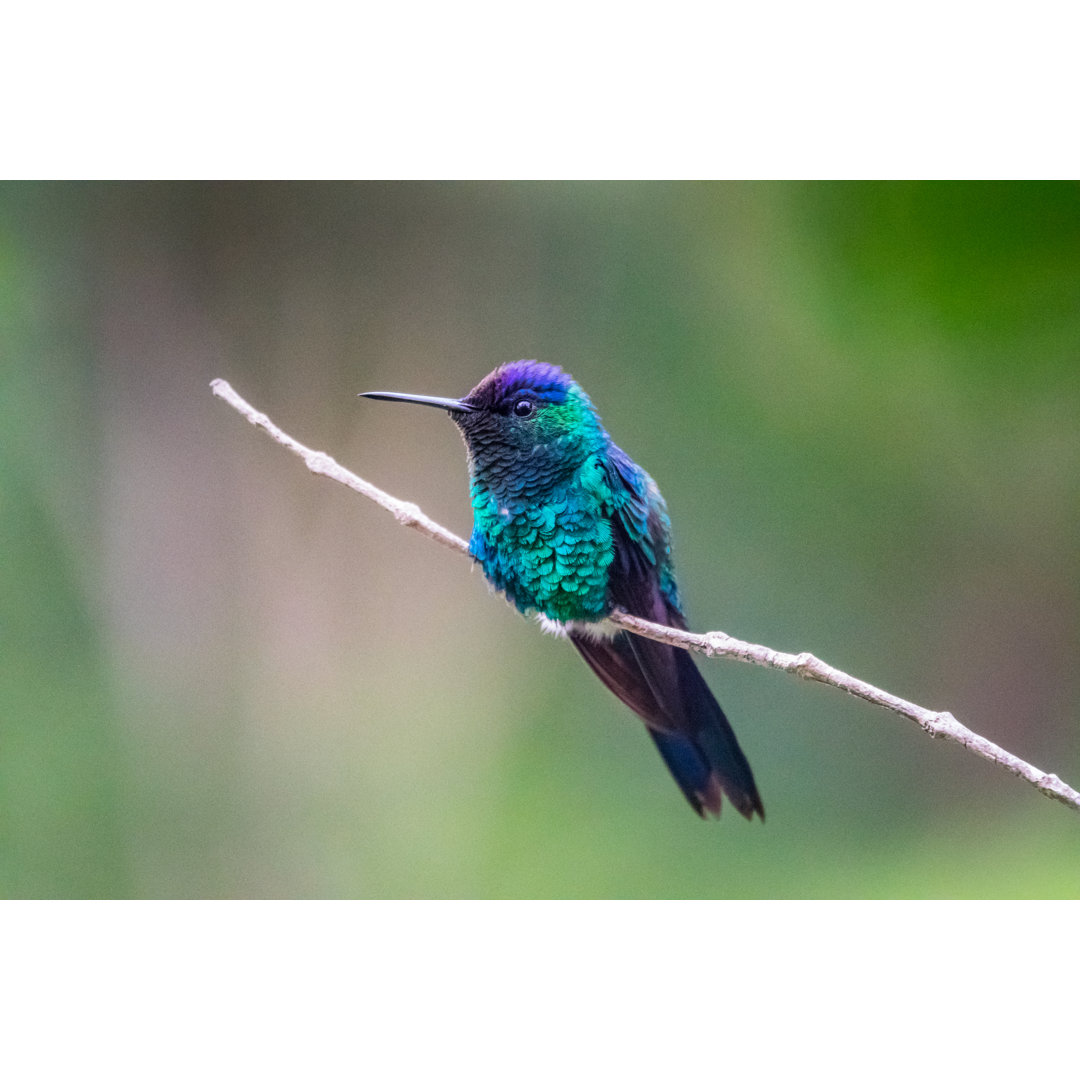 Kolibri im Nationalpark Chapada Diamantina von Benedek - Druck