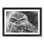 Little Owl - Picture Frame Graphic Art Print-56860004-56860005