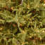 Jersey Fraser Fir Medium Tree with Dual Color LED Lights-1937365291